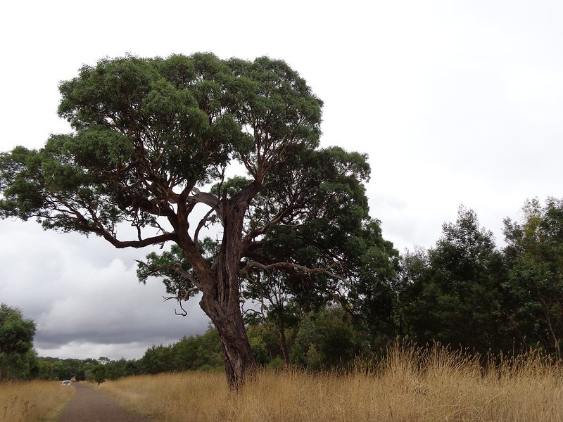 A River Red Gum on an agricultural property in Victoria. 
