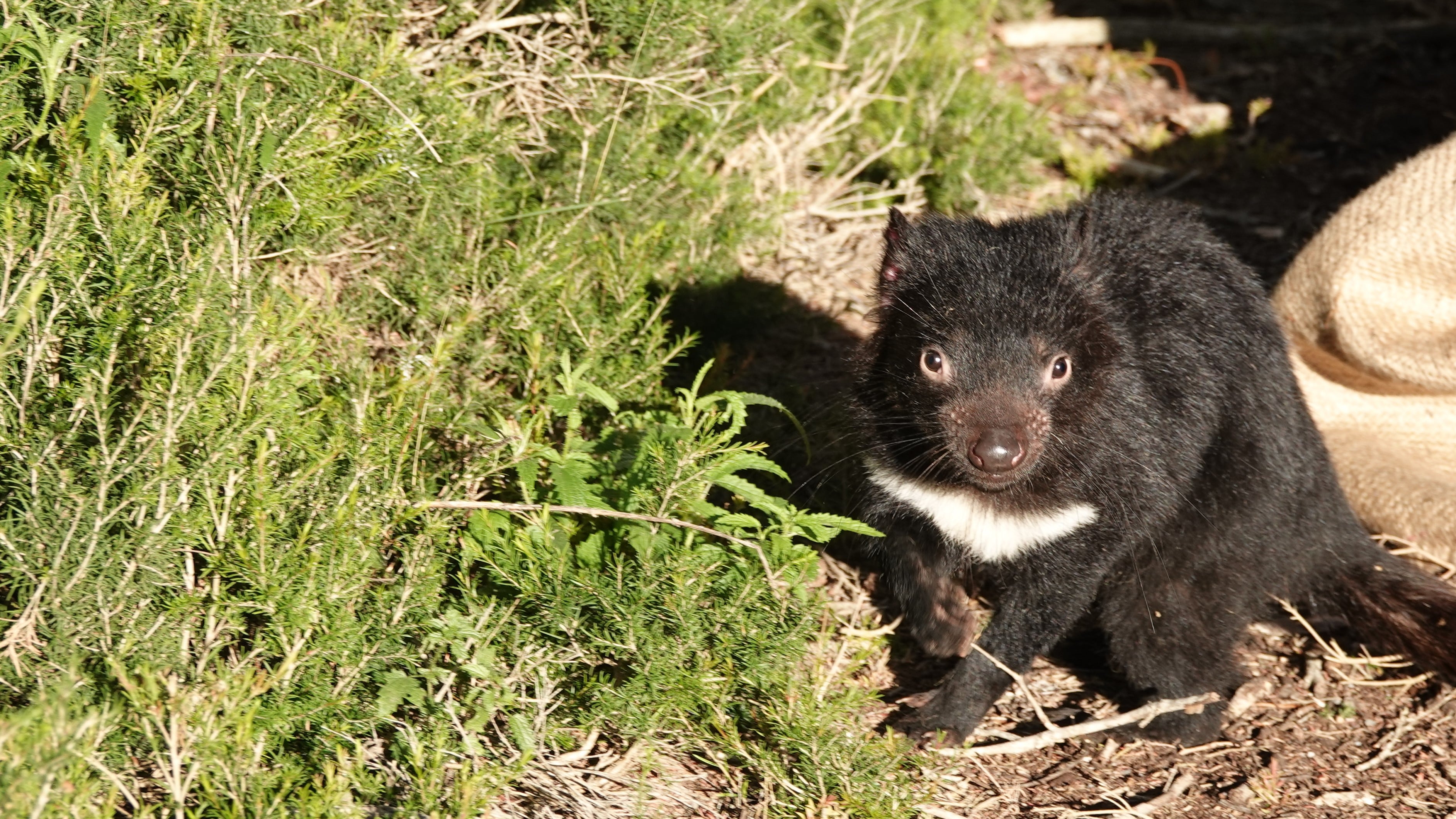 Endangered Tasmanian devils insured against future threats - The University  of Sydney