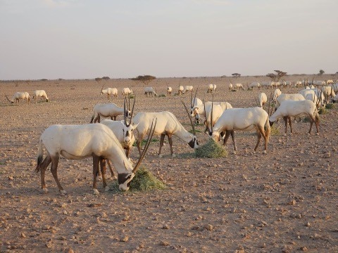 Arabian oryxes in the Al-Wusta Wildlife Reserve, Oman. 