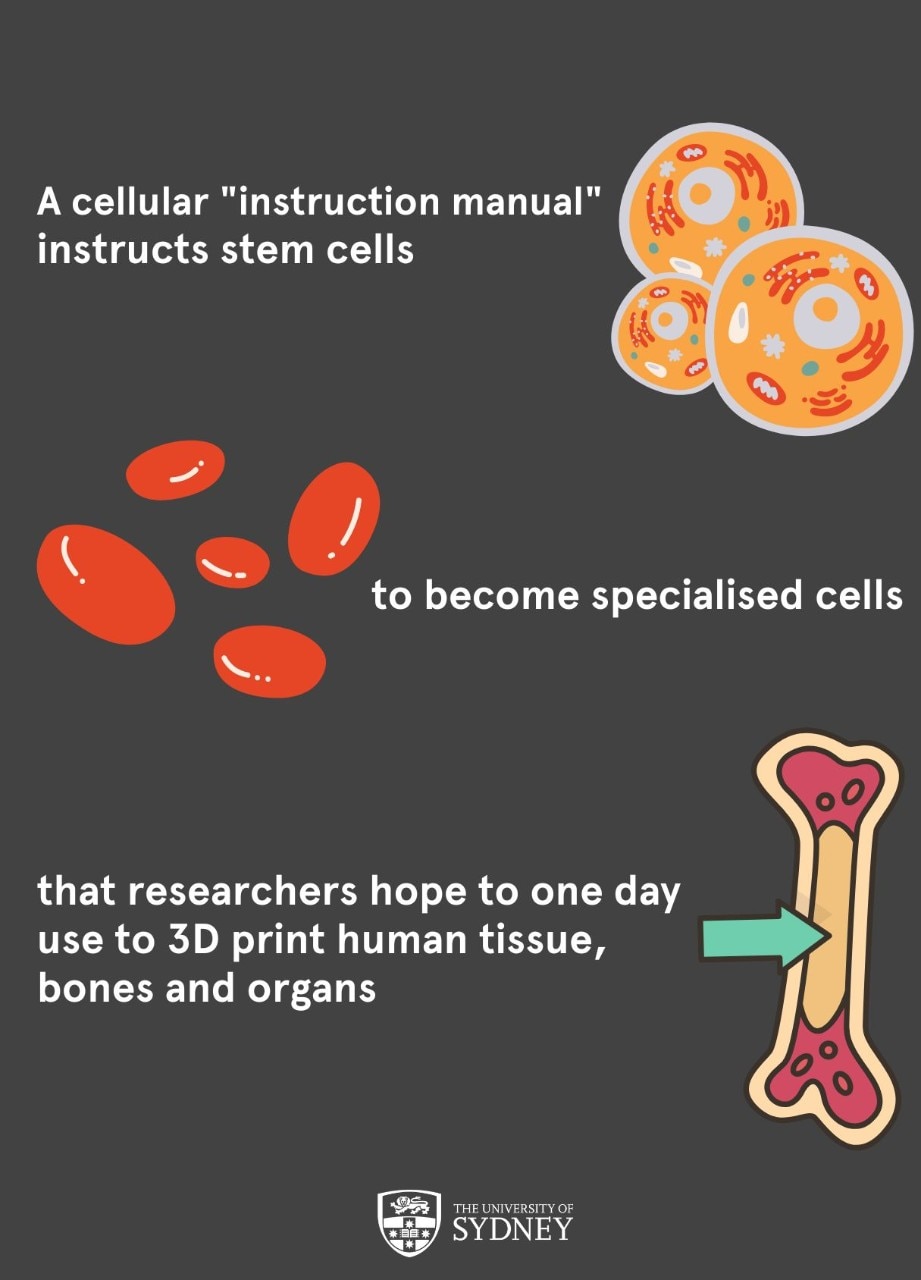 A graphic image showing a new process whereby a cellular "instruction manual" tells stem cells to become specialised cells, shown as red blood cells, which can then be used to make human tissue, shown in the image as a bone.
