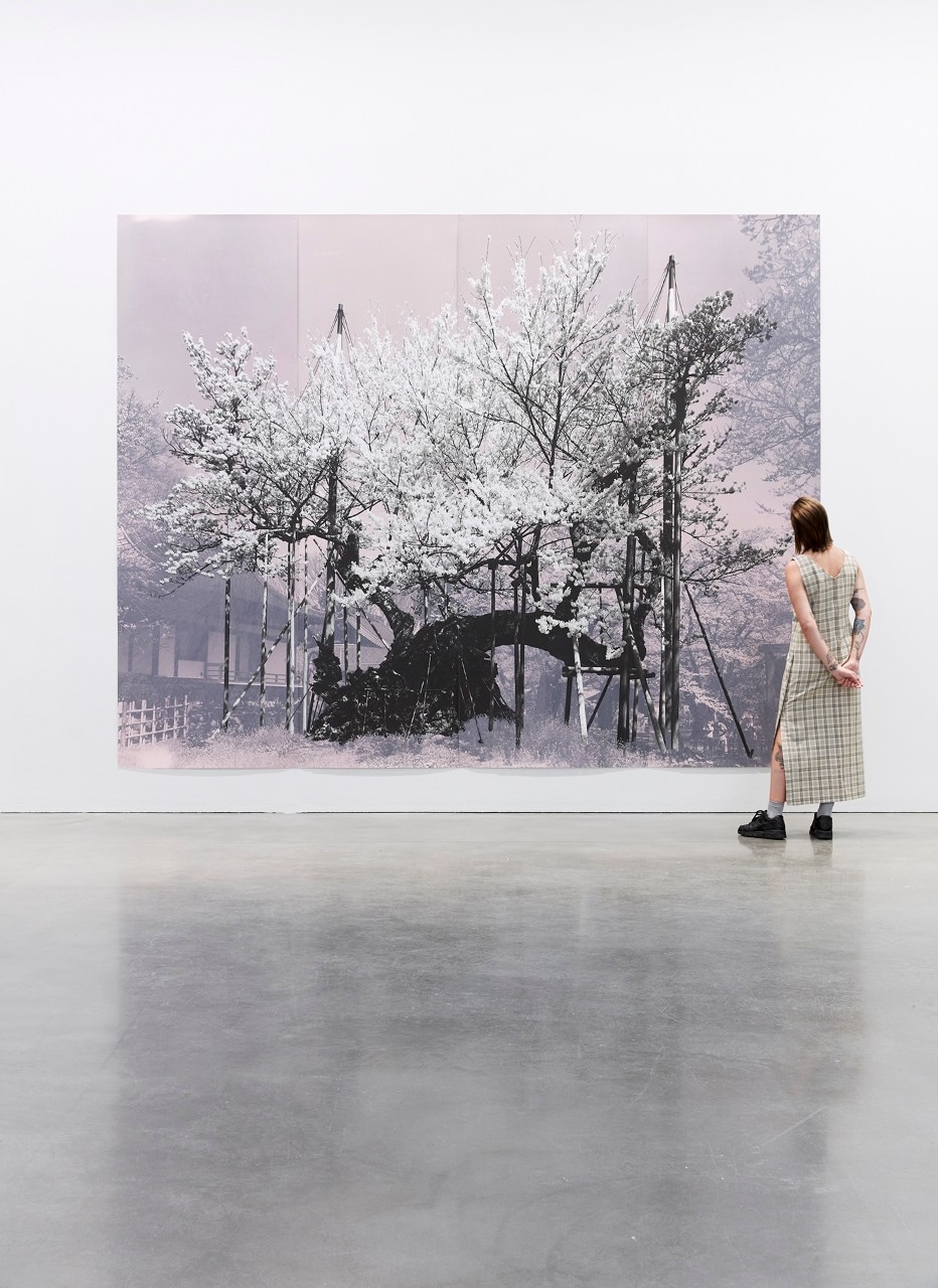 a young woman in an art gallery looks at a large picture on the wall, it looks like a Japanese cherry blossom tree in an urban street 