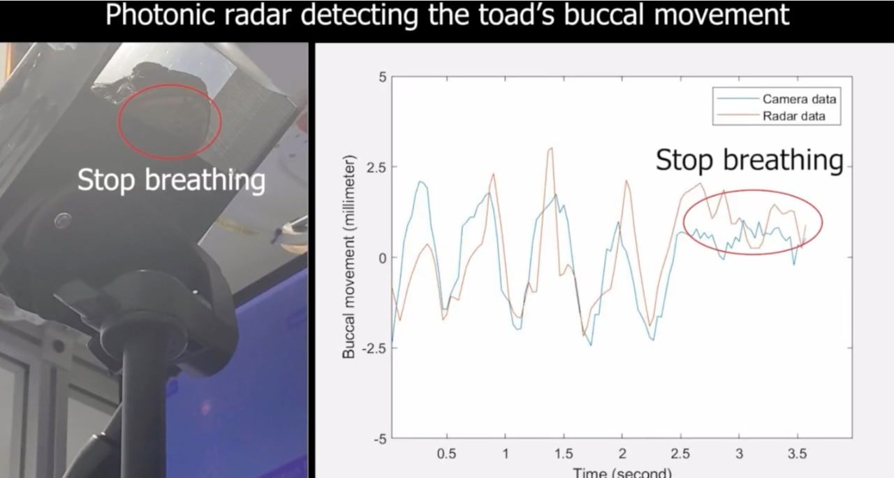 Experimental set-up of to monitor cane toad breathing with photonic radar.