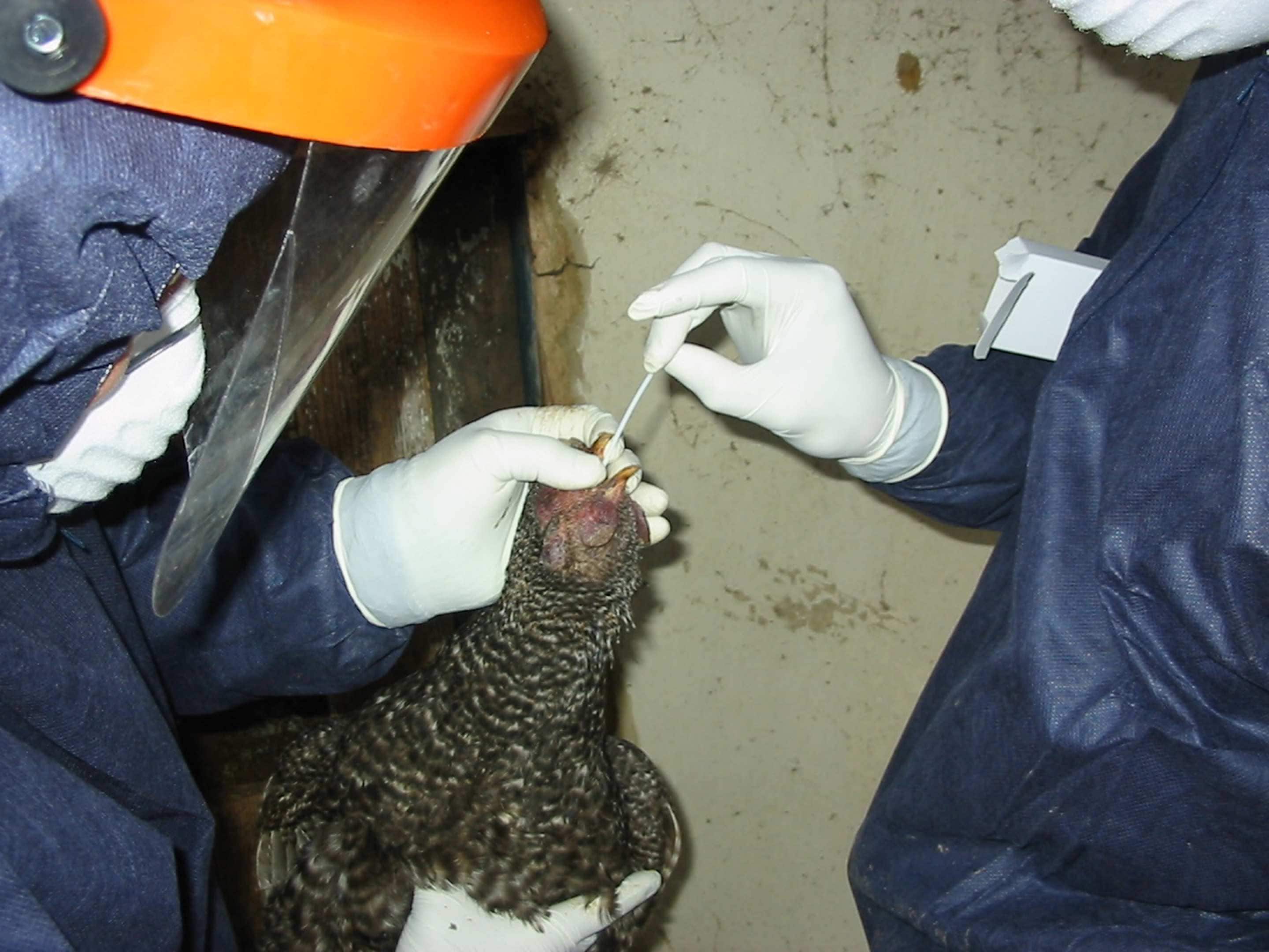 Testing poultry for avian influenza in Romania [Credit: Michael Ward]