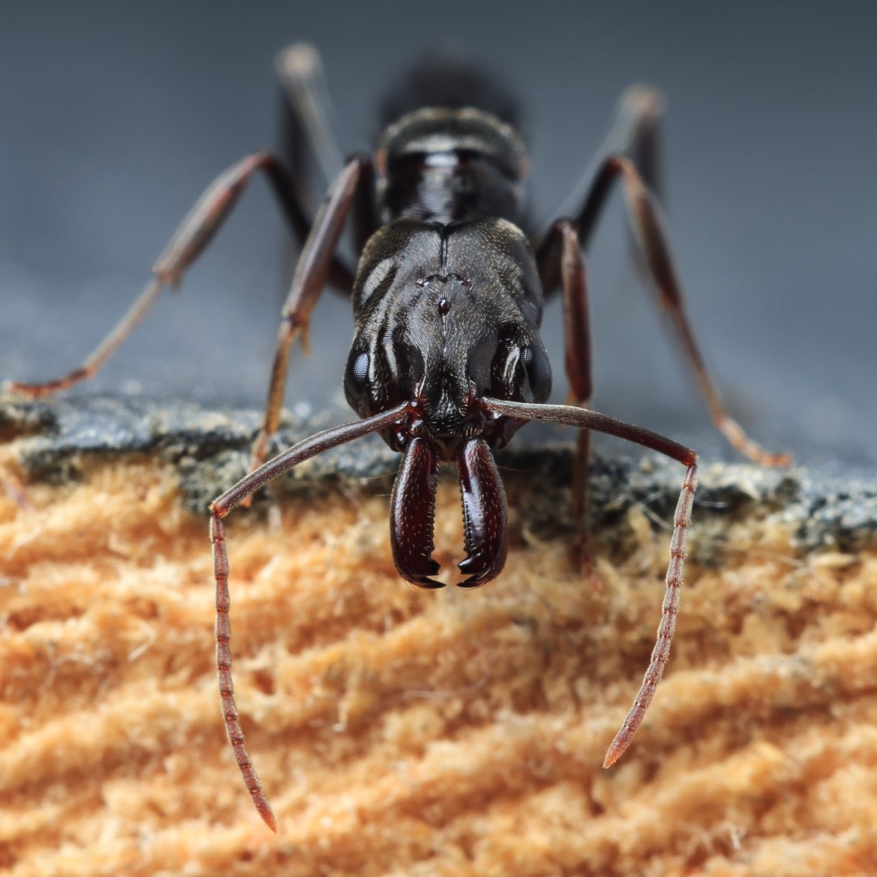 Trap jaw ants (Odontomachus bauri)