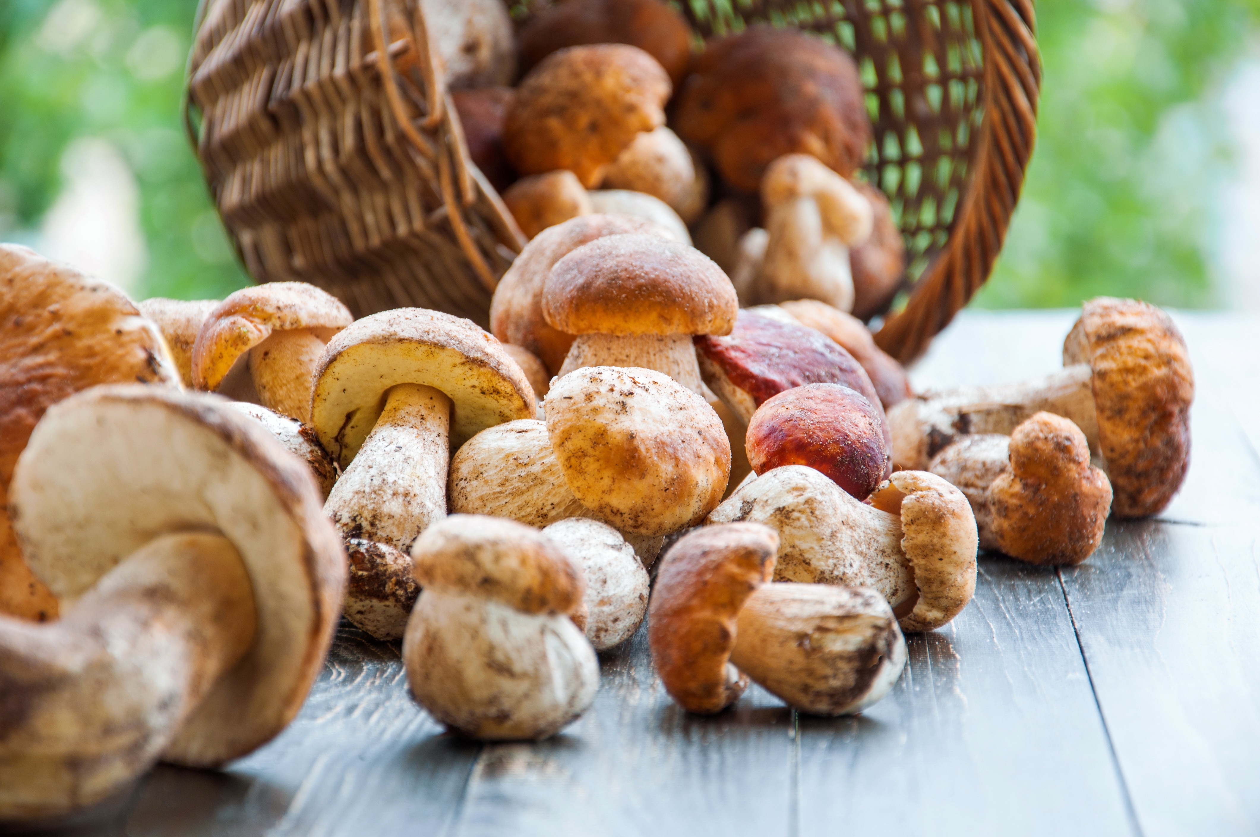 Growing sustainable everyday products using mushrooms