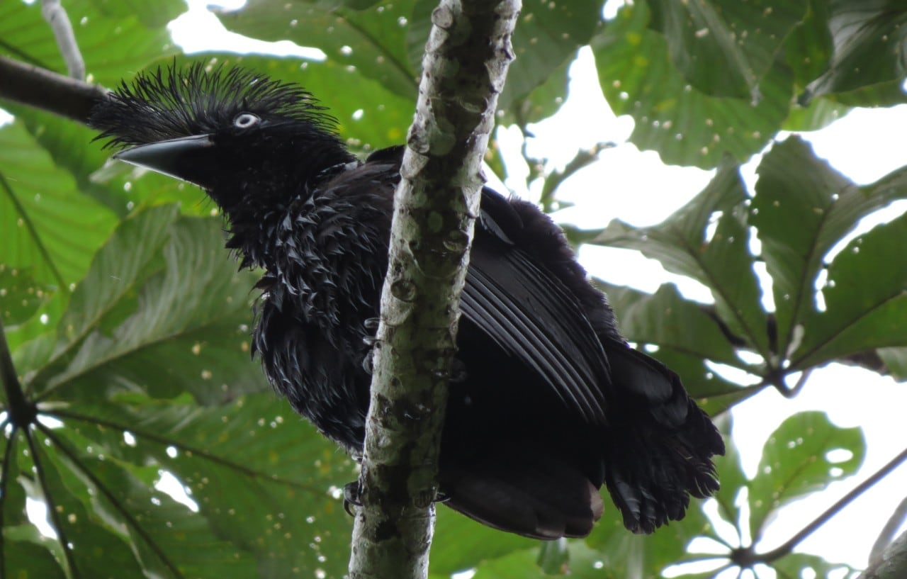 Amazonian umbrellabird, one of the species documented along the trail. [Credit: Cesar Arredondo]