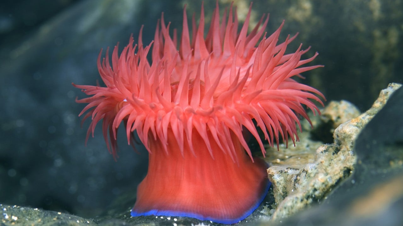 The beadlet anemone (Actinia equina) doesn’t have a brain, but can be more friendly to nearby clones. Shutterstock