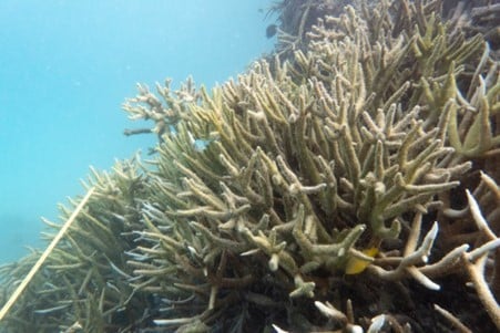 Dead coral in the southern reef of the Great Barrier Reef