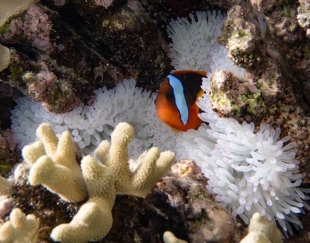 A fish in front of coral