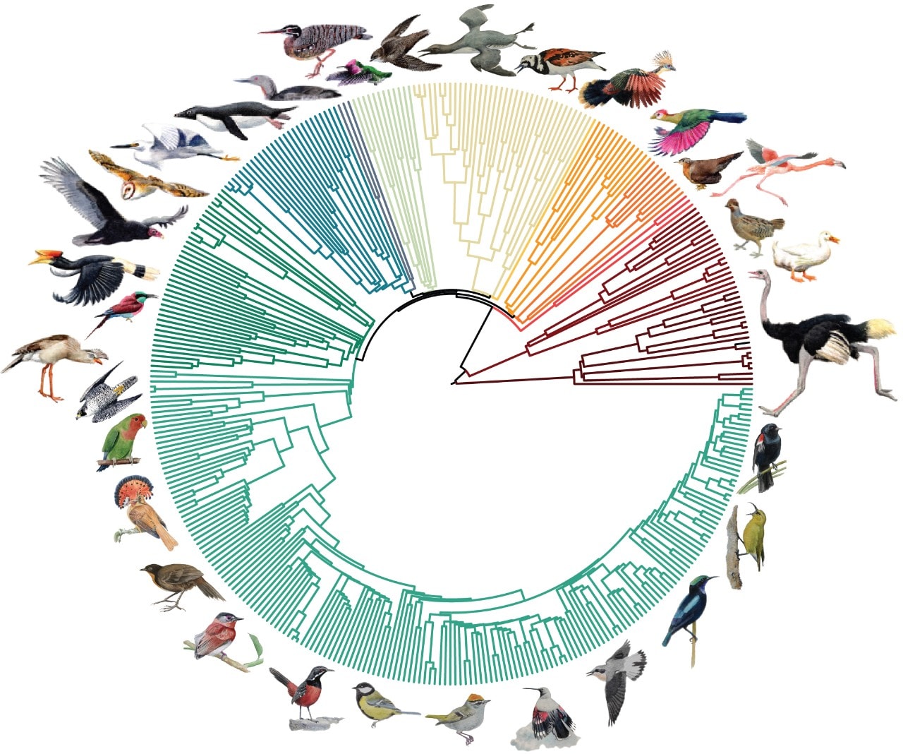 Tree of bird life based on genomes of 363 bird species.