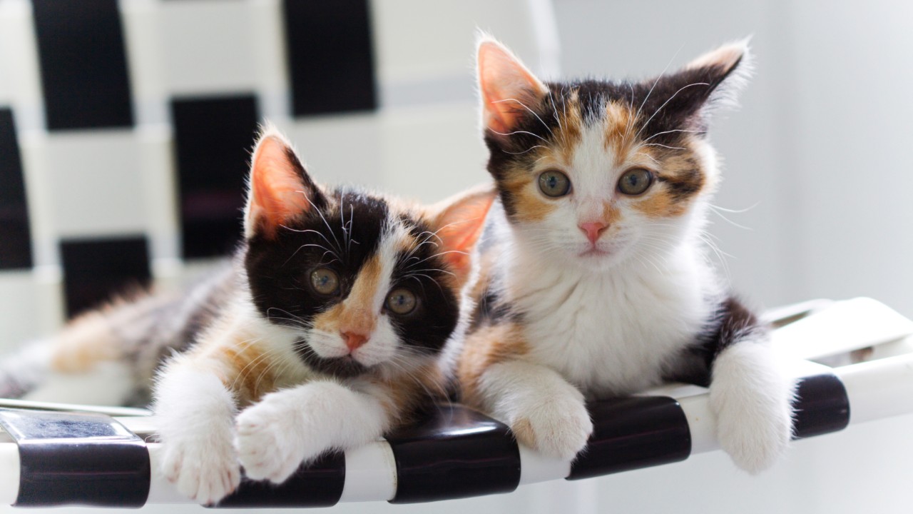 Calico cats have white in their coats in addition to patches of orange and non-orange. Adobe Images