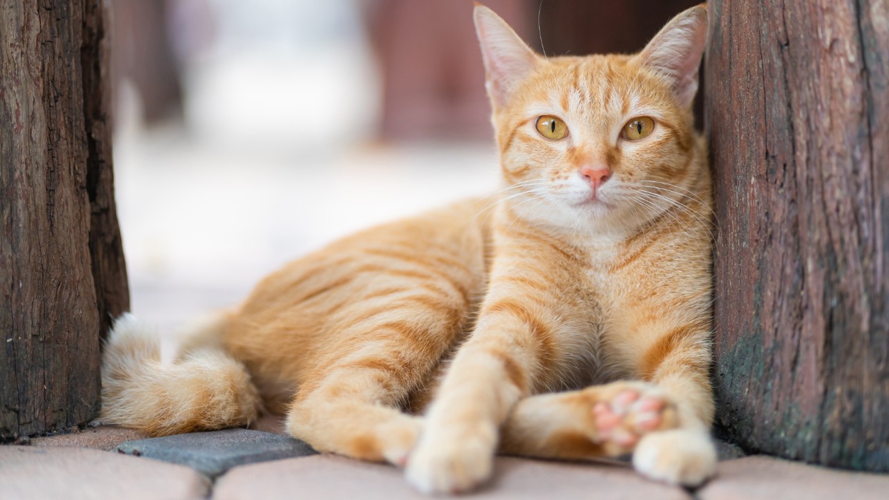 Most cats are not ginger. Photo: Adobe Images