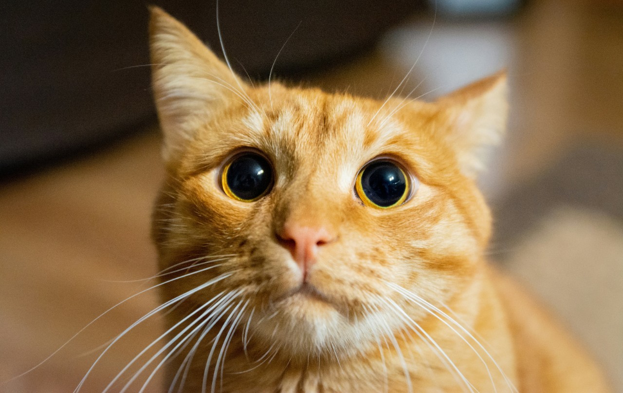 Ginger cats are mostly male. Ivan Lopatin/Unsplash