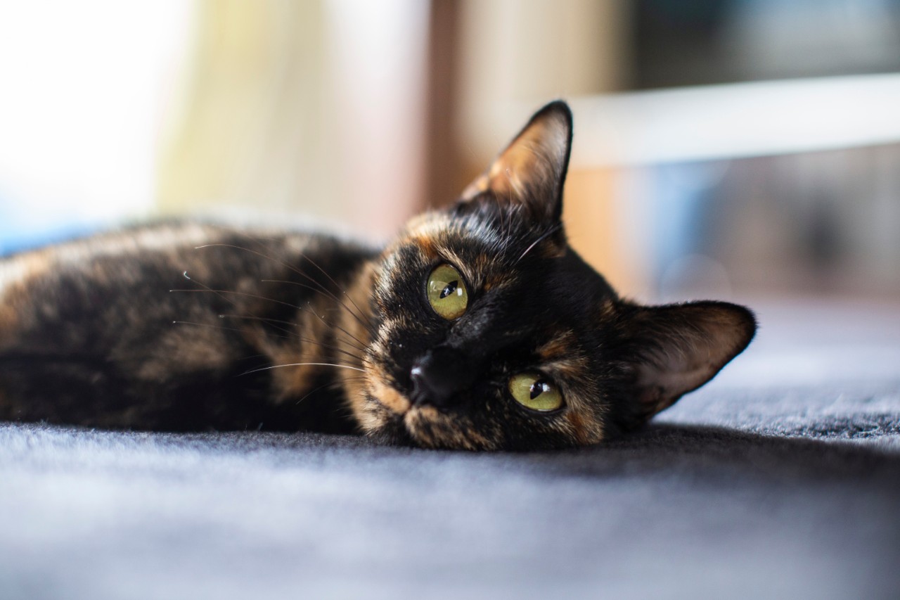 Tortoiseshell cats have a brindling pattern in their coats. Adobe Images