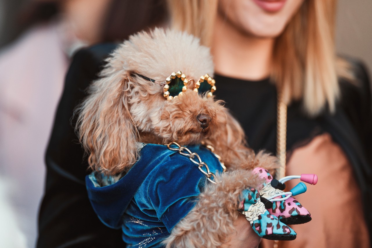 a poodle is all dressed up in necklaces and sunglasses