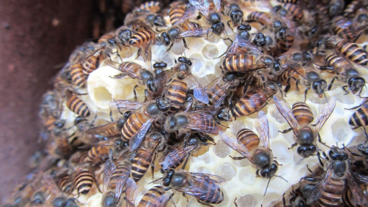 Nest of invasive Asian honeybees in Cairns, North Queensland. Photo: Dr Ros Gloag
