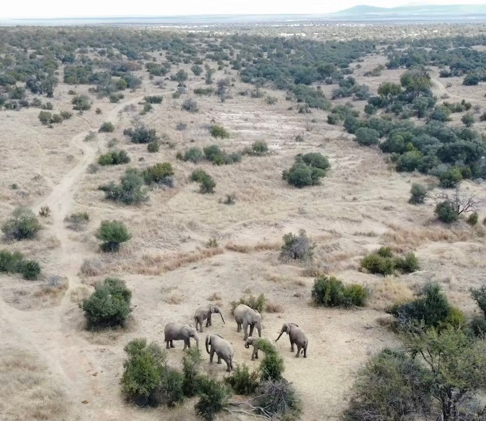 Elephants roam complex landscaples. Photo: Patrick Finnerty