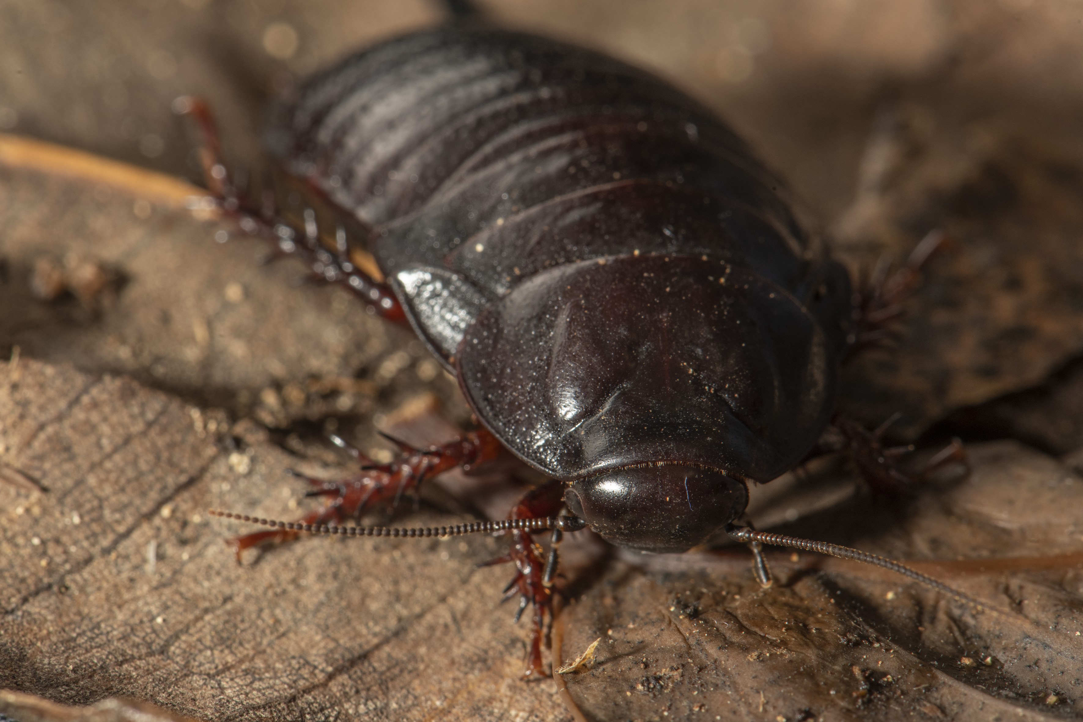Rodent eradication sparks insect boom on Lord Howe Island - The ...