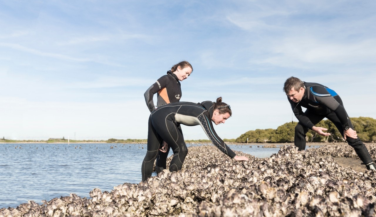 Researchers with oysters
