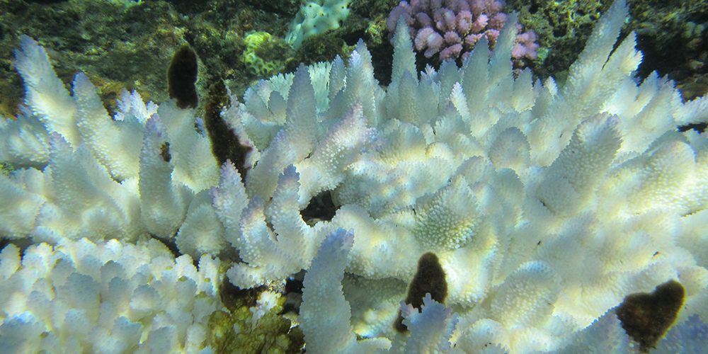 Coral bleaching in the Great Barrier Reef with screening of ‘Chasing