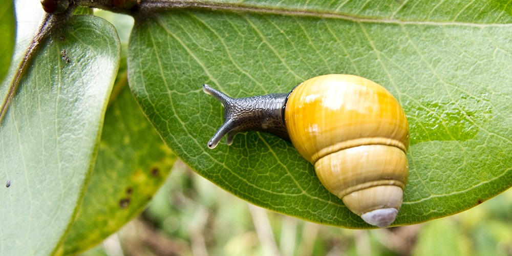 Snail stories for a time of extinctions The University of Sydney