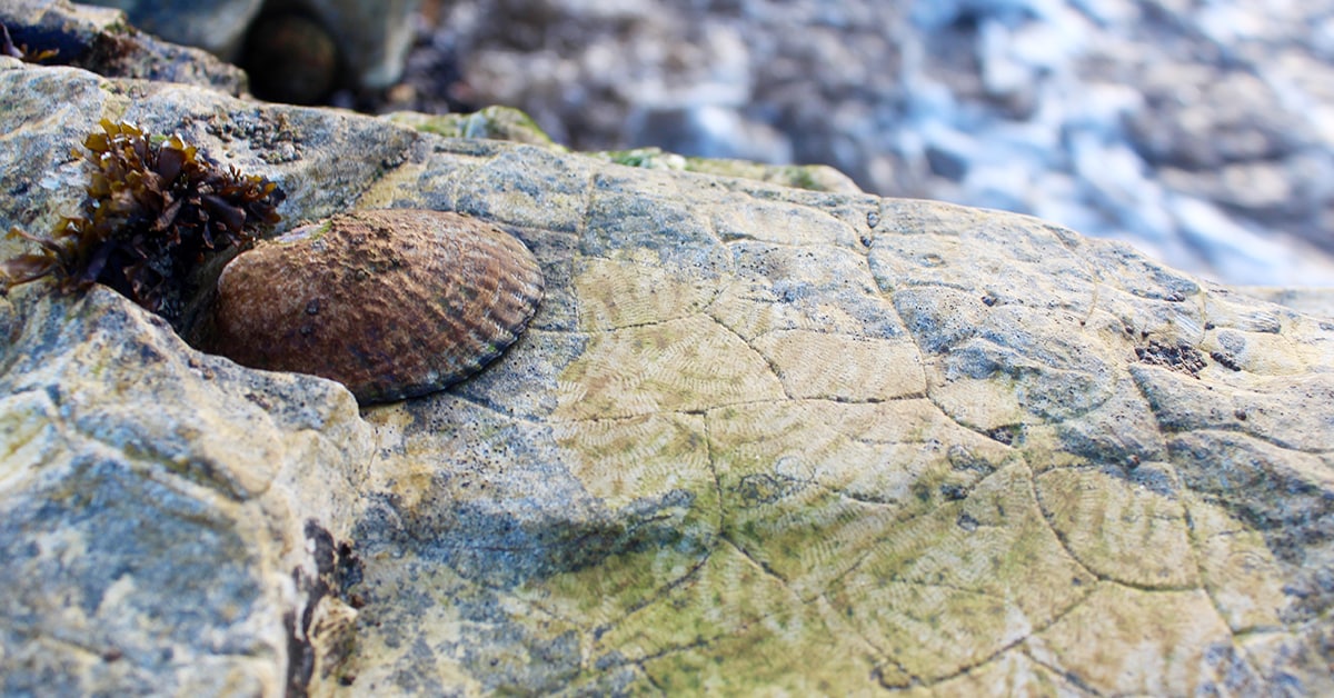 Owl limpet