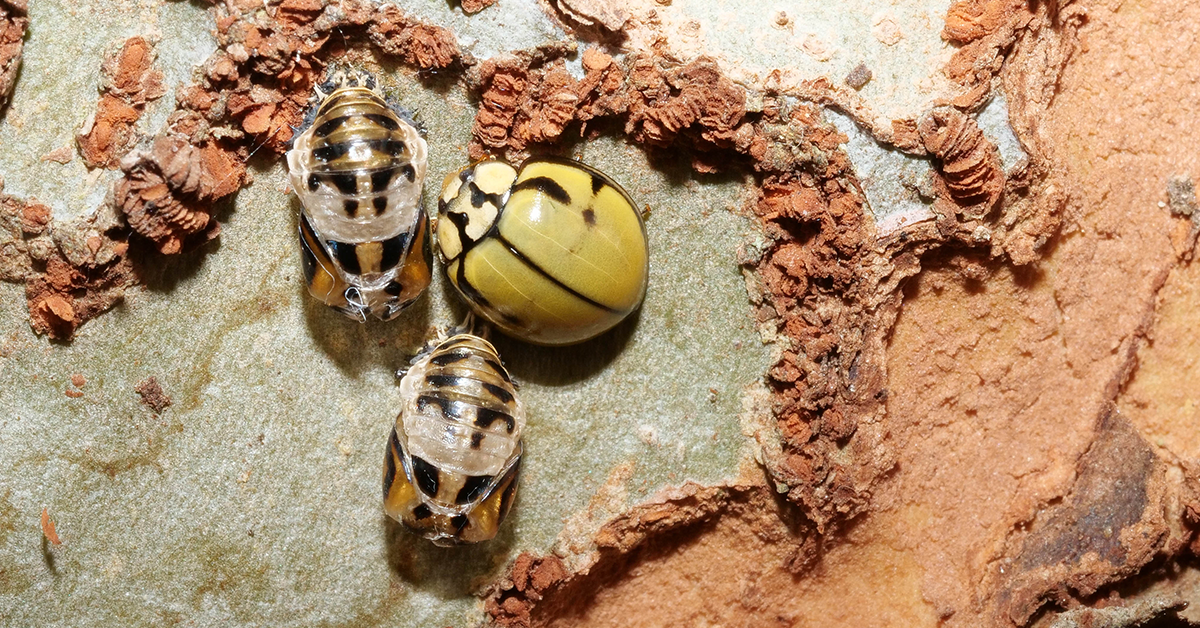 Close up of ladybirds emerging 