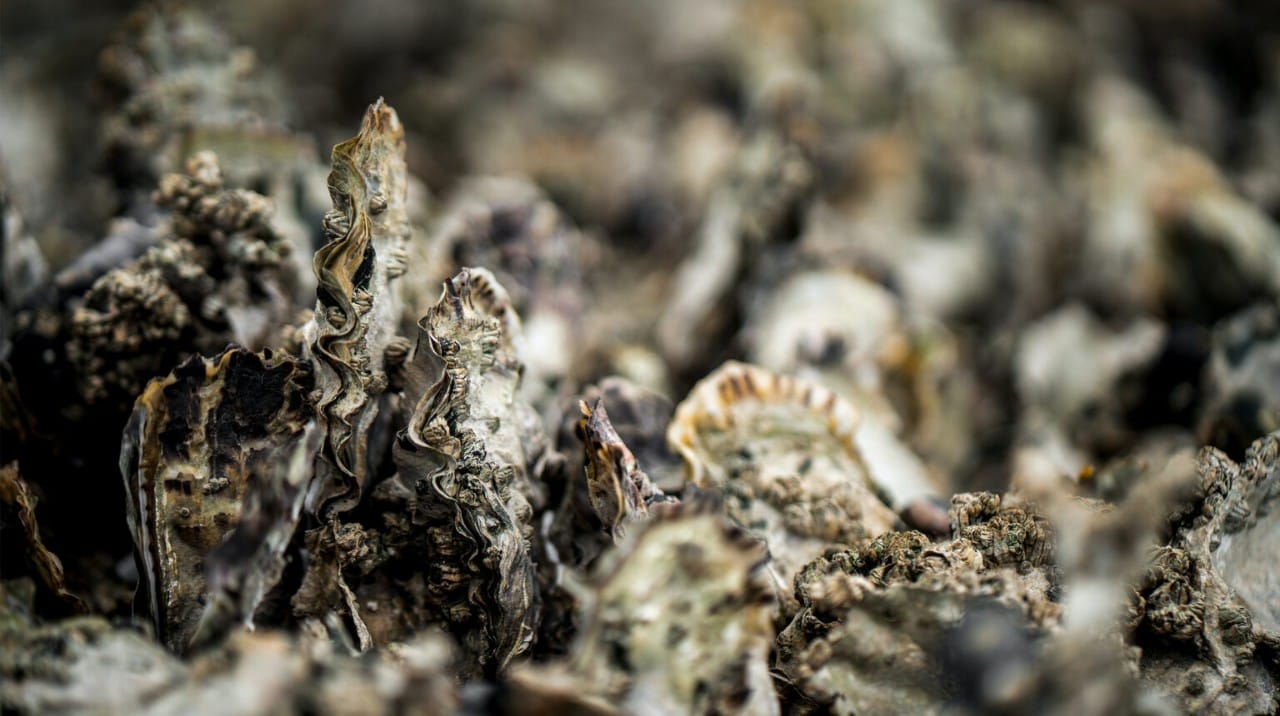 Close up of Oysters