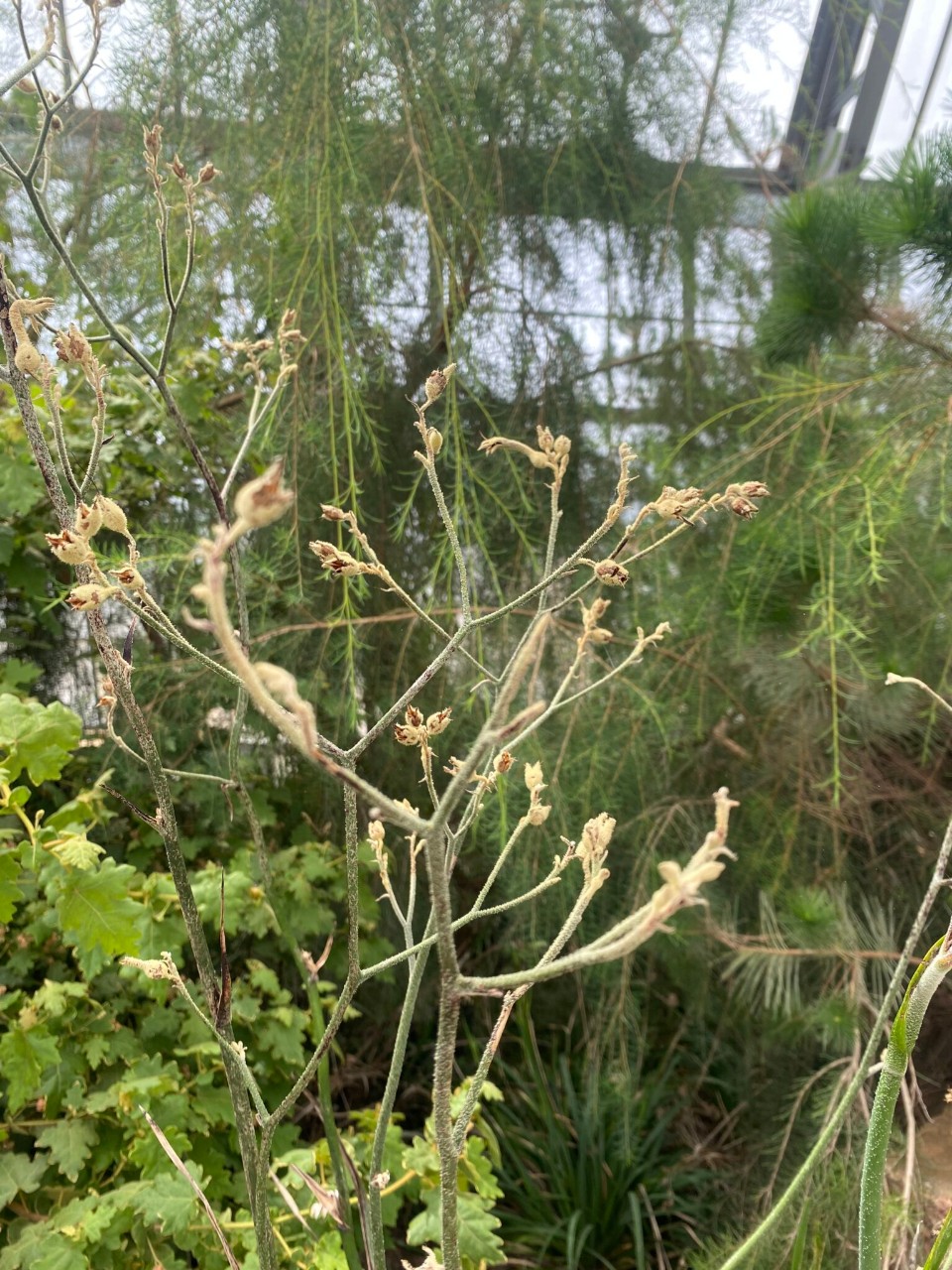 Kangaroo Paw at Kew Gardens