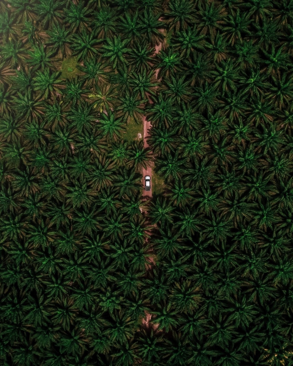 Aerial view of oil palm plantation