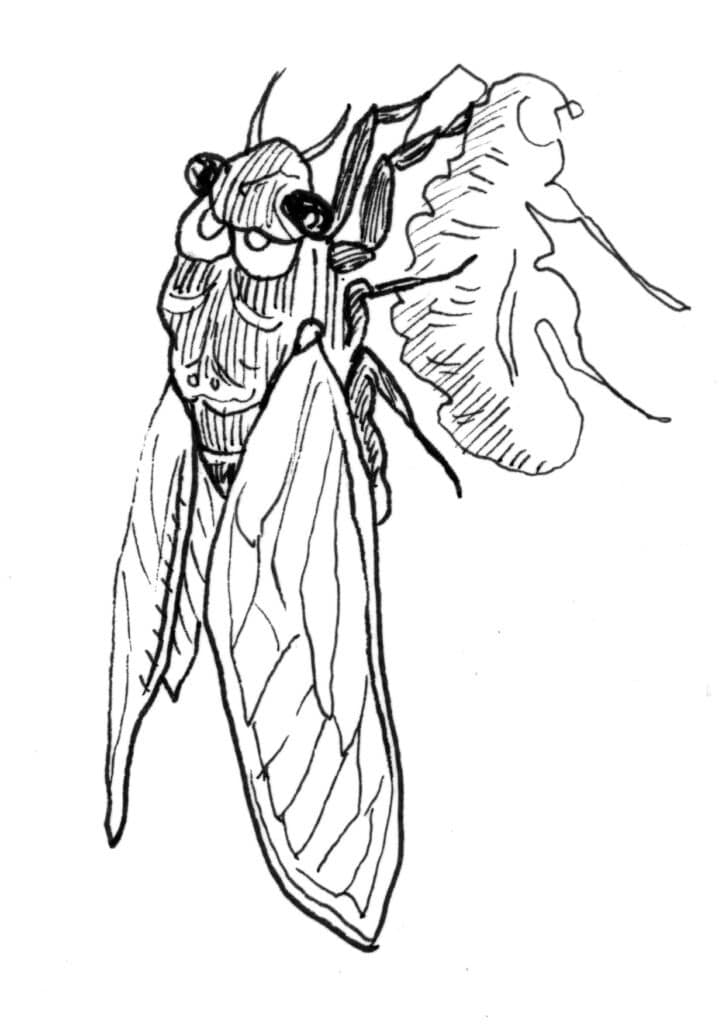 Cicada illustration by Zoë Sadokierski