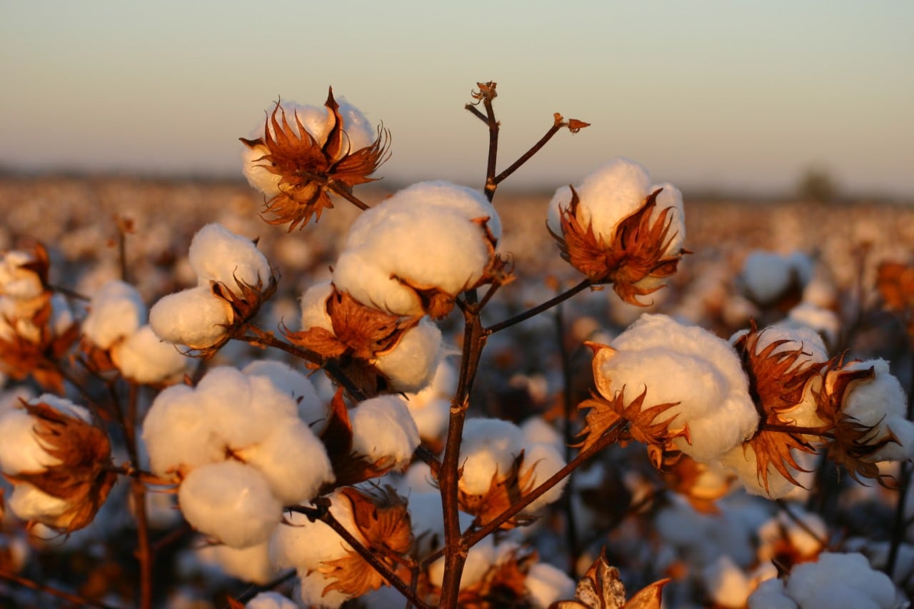 Dryland cotton crop at “Nowley”, May 2021
