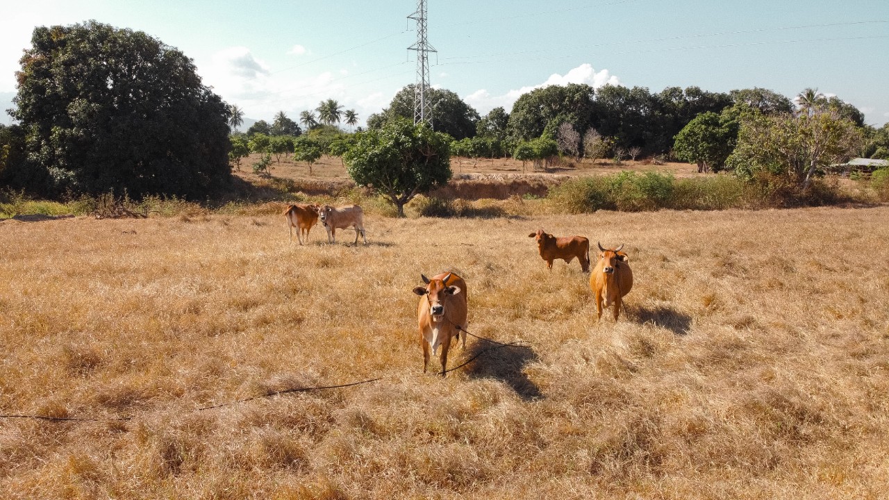 Photograph of fields in Vietnam