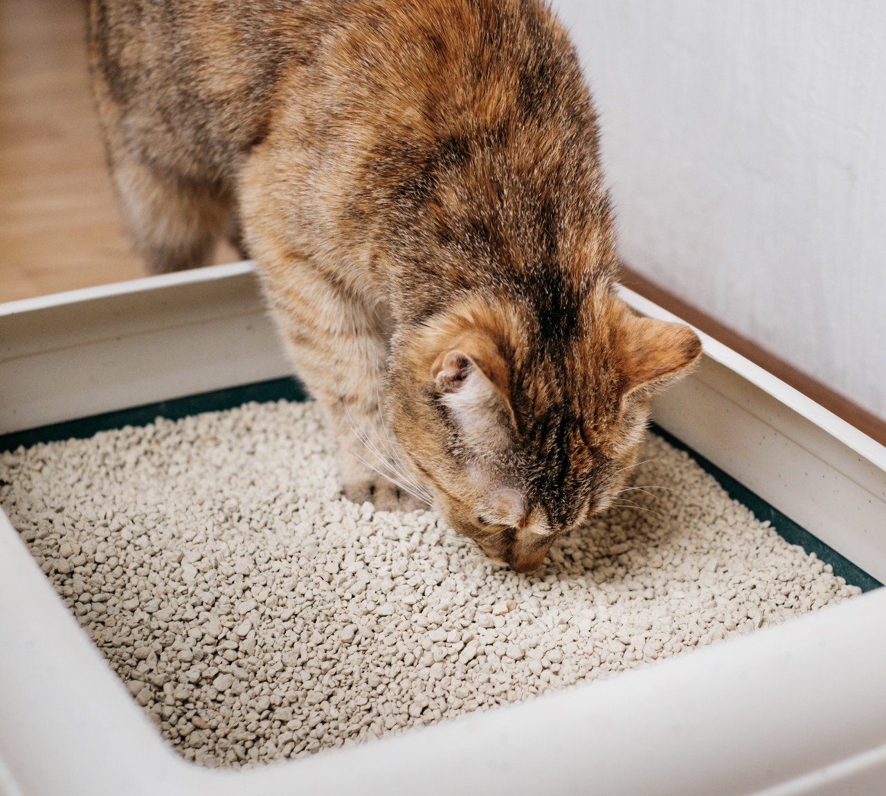 A cat investigating a litte box placed on the floor.
