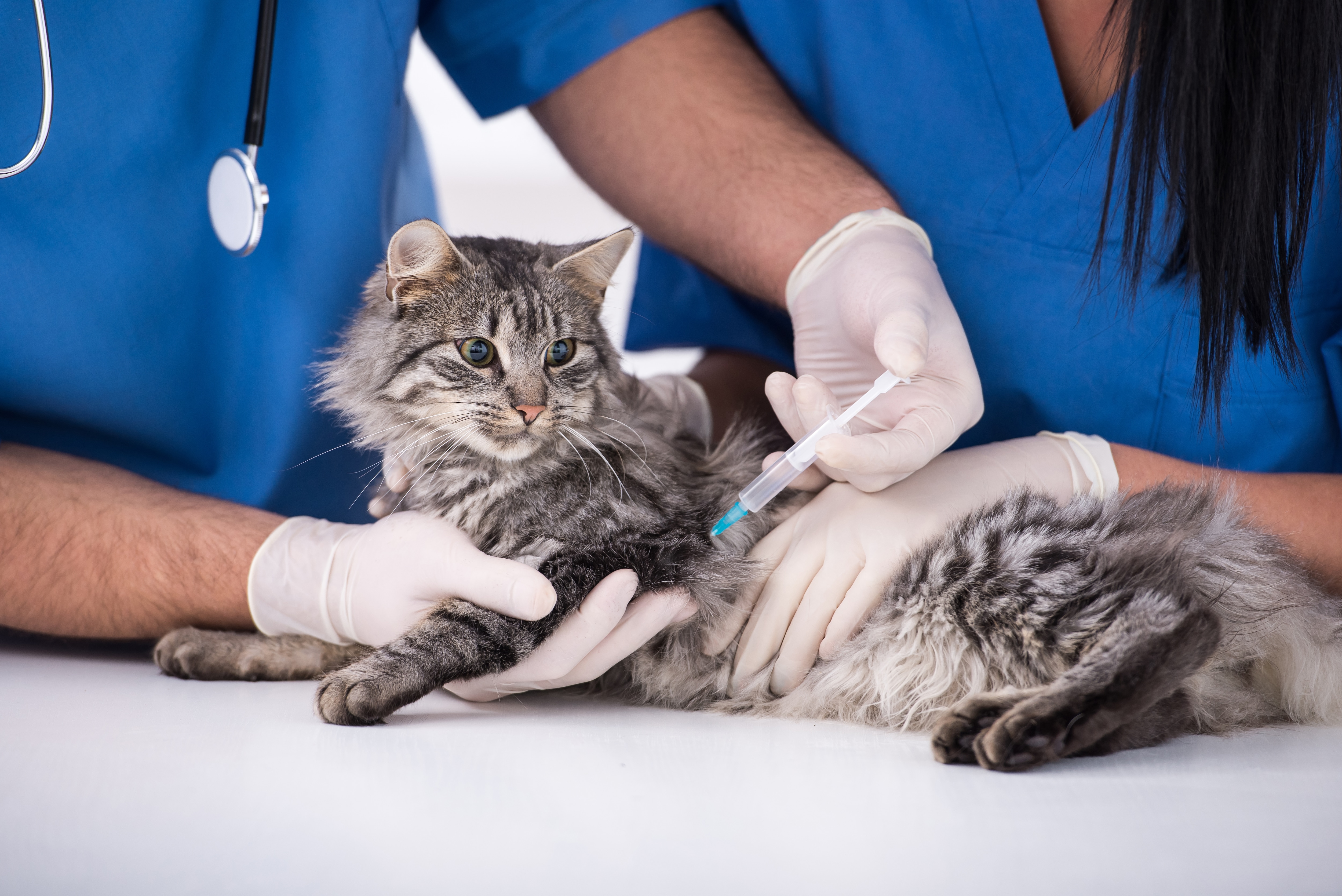 Прививают ли кошек от бешенства. Вакцинация кошек. Прививка для кошек. Кошка Ветеринария. Кот у ветеринара.