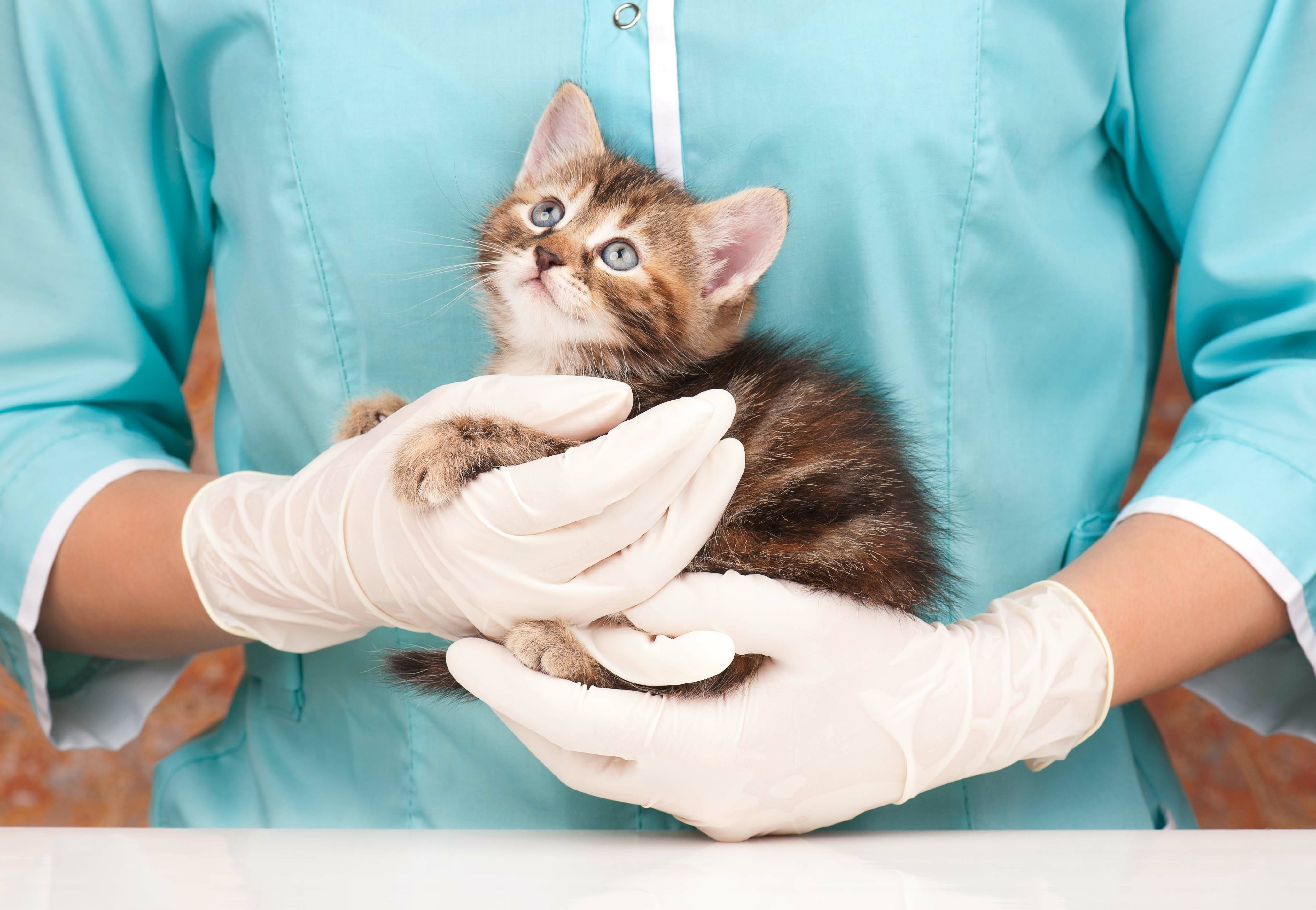 Вет ис. Калицивирусная инфекция. Котенок у ветеринара. Ветеринар с кошкой. Маленький котенок у ветеринара.