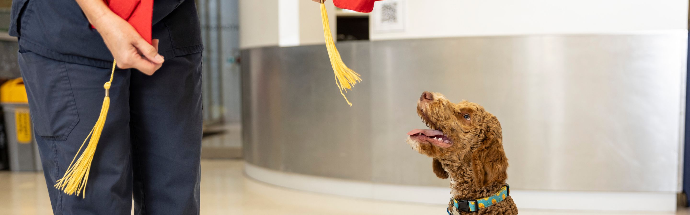 Puppy preschool University Veterinary Teaching Hospital Sydney