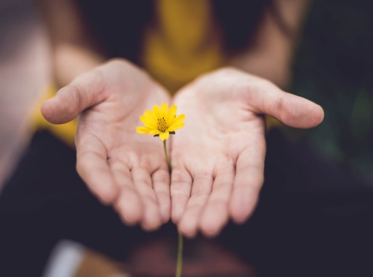 two hands palm up holding a small yellow flower