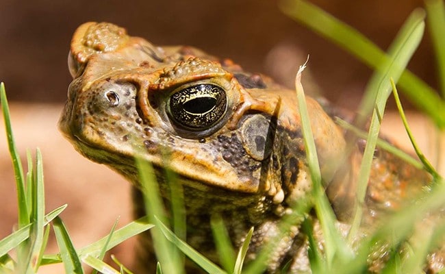 The cane toad was introduced to Australia in 1935.