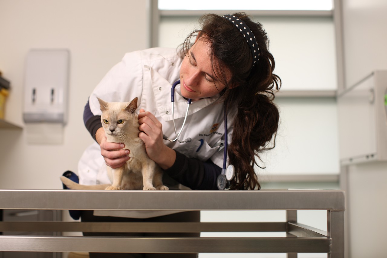 Generic animal and vet photo.