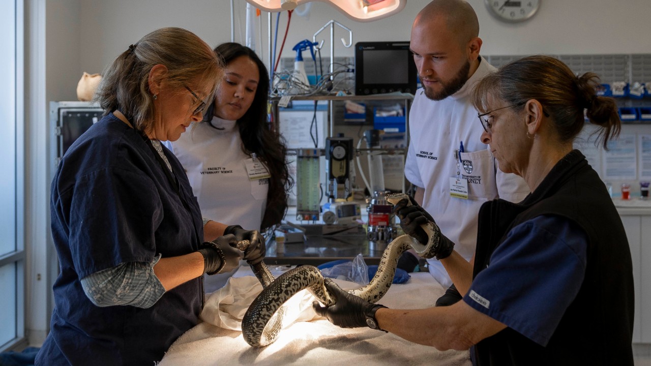 Wildlife Hospital vet Michelle Campbell-Ward with staff and students treating a snake.