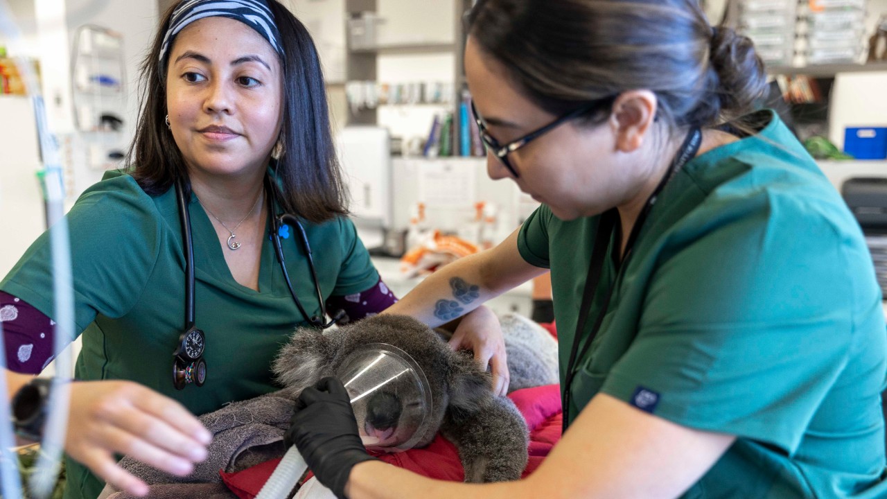 Wildlife Hospital staff treating a koala.