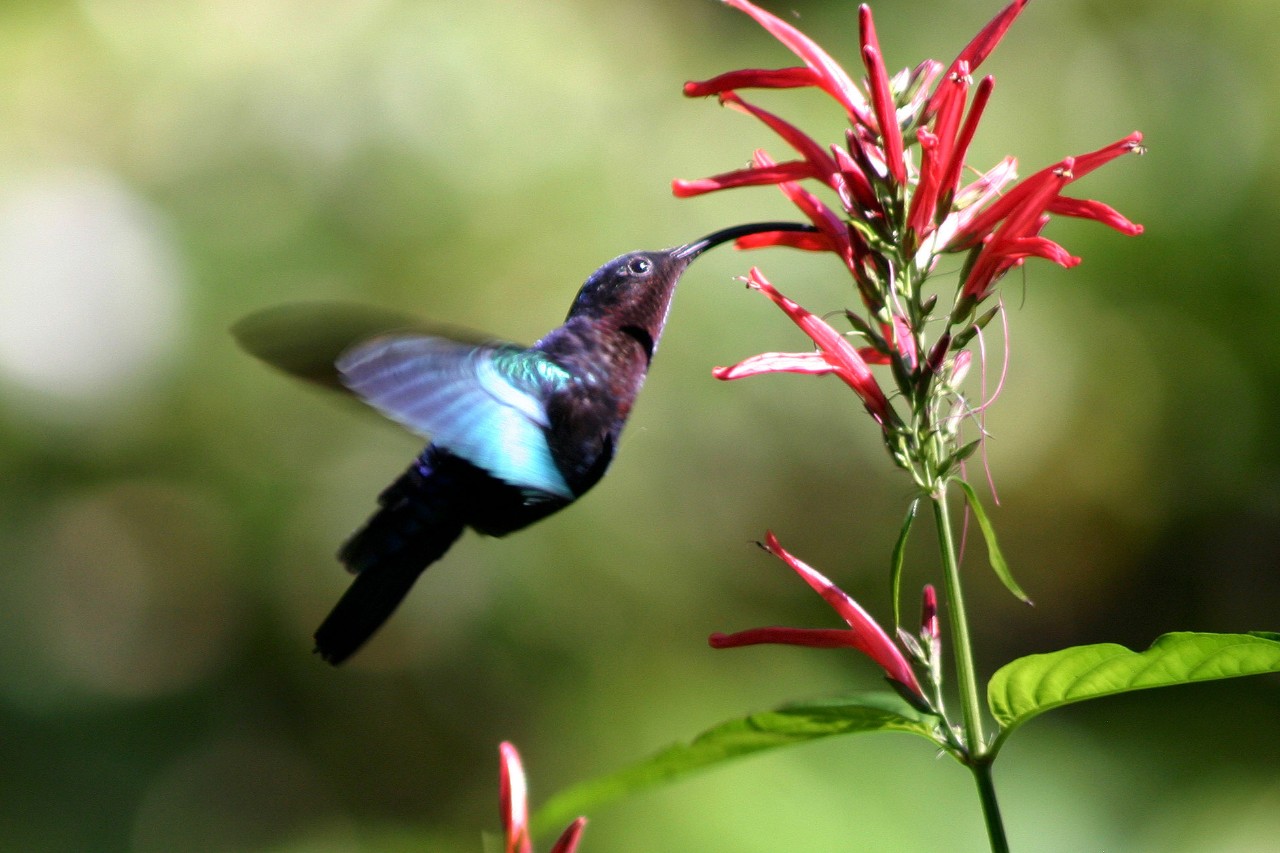 Hummingbird