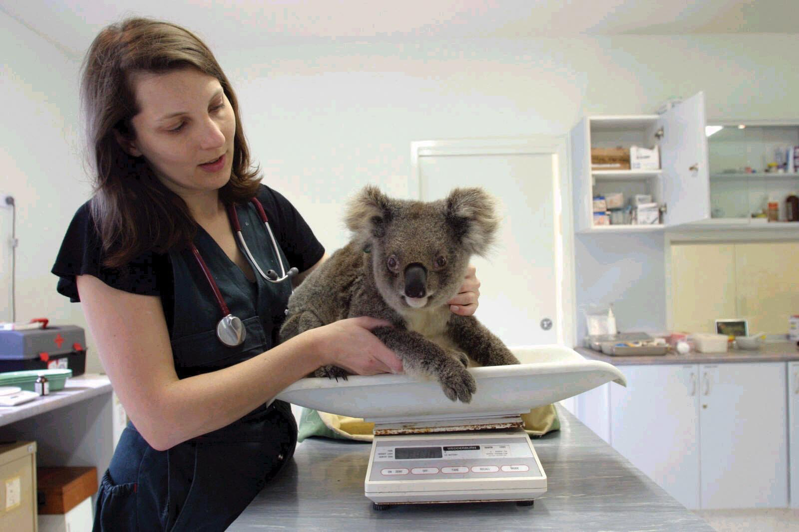 Research excellence drives Australia's top veterinary school The