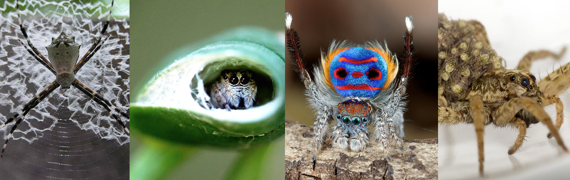 Spider facts - The University of Sydney