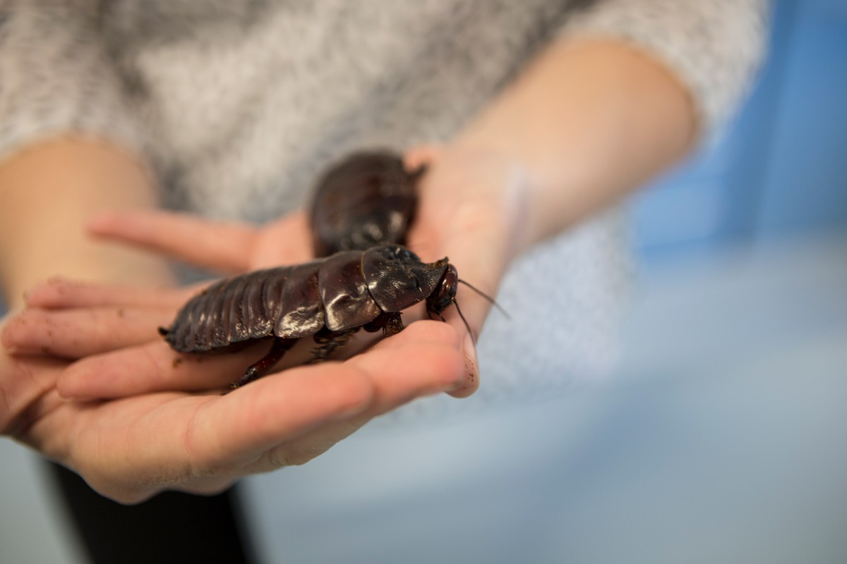 Two giant burrowing cockroaches crawling over Eliza's hands