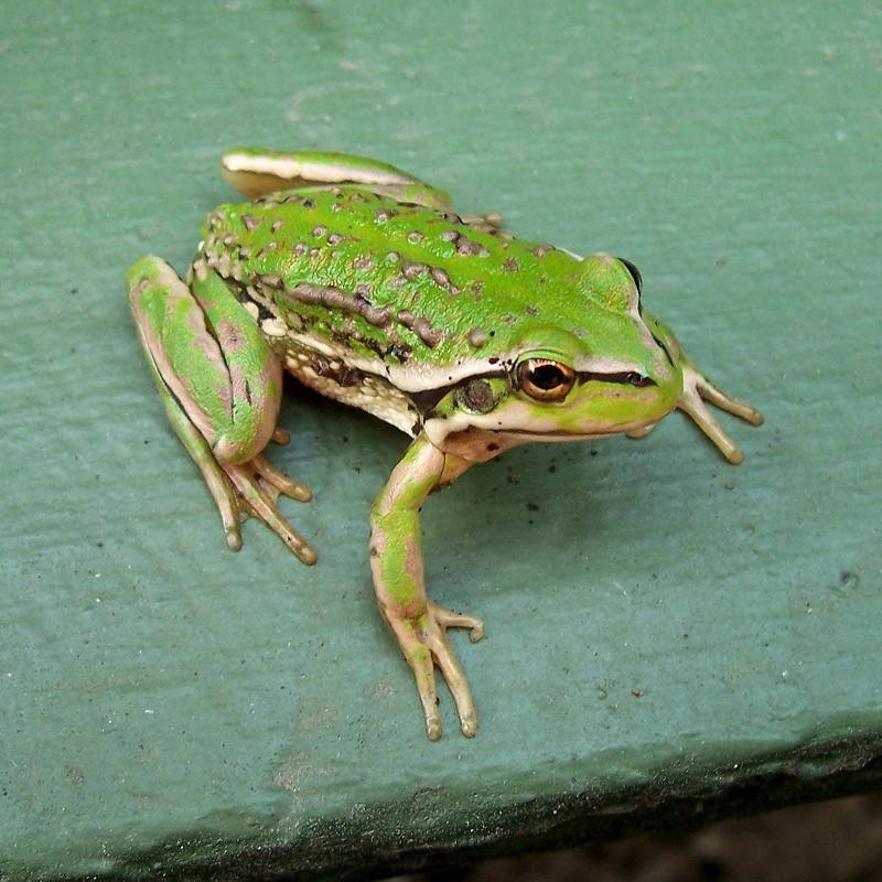 The warty swamp frog, Litoria raniformis, is native to southeastern Australia and considered endangered. Credit: Dave Young