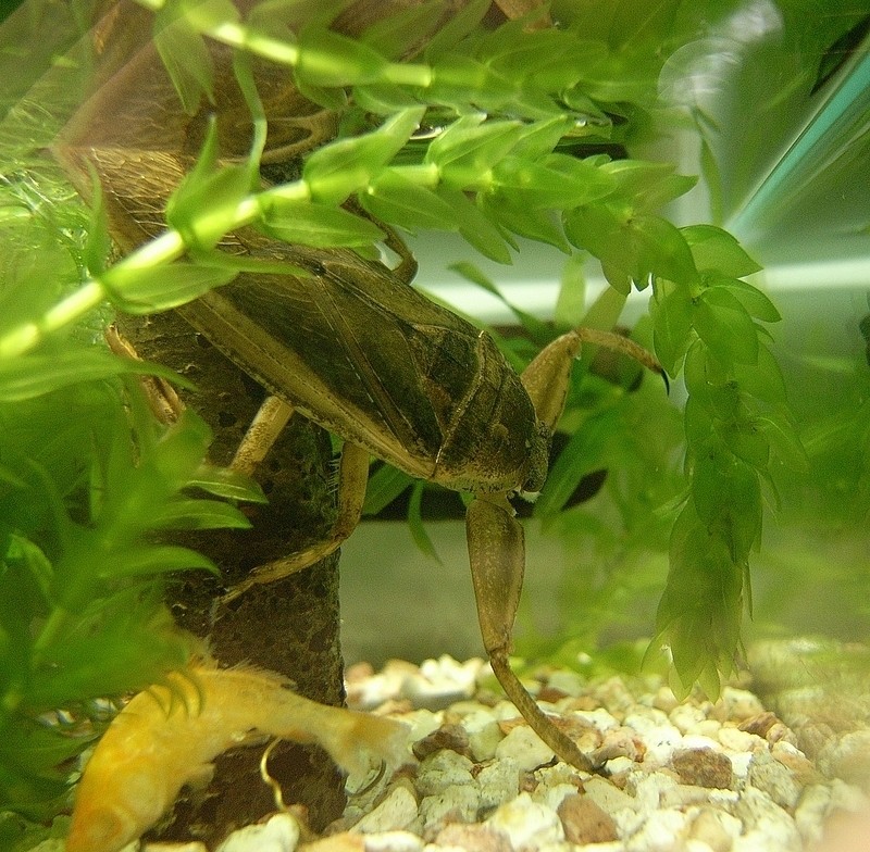 A giant water bug diving