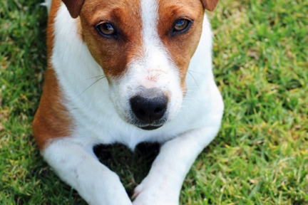 Dog lying on the ground