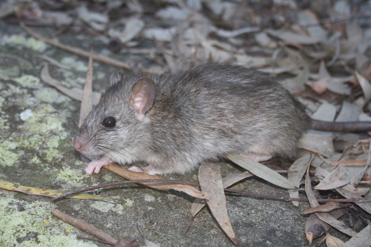 Photo of a black rat on grass